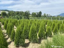 Tuia Smaragd 1.20 metri.