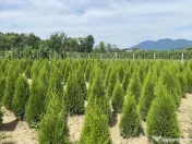 Tuia Smaragd 1.20 metri. 