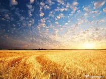 Vand teren agricol 2.11ha