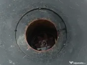 Tocător profesional Samix Allesfresser S-B 6 Motor Termic (Benzină) 