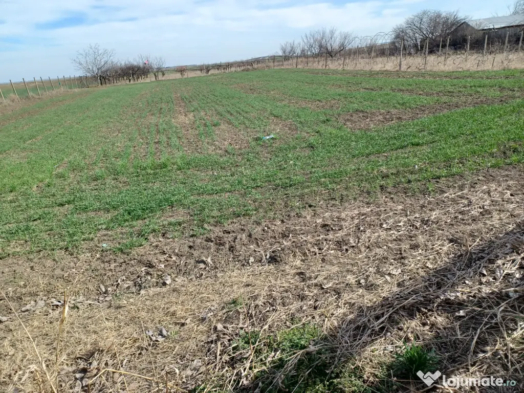 Teren intravilan 5000mp-toate utilitatile-zona mixta (constructii + livada)