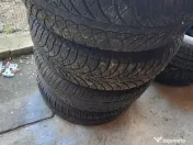 Porumbei ciungi de Ploiesti 