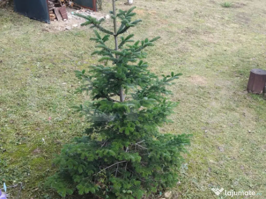 Cabana in zona Gherla, teren 1617 mp, zona linistita – rel