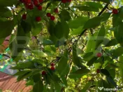 Cabana in zona Gherla, teren 1617 mp, zona linistita – rel 