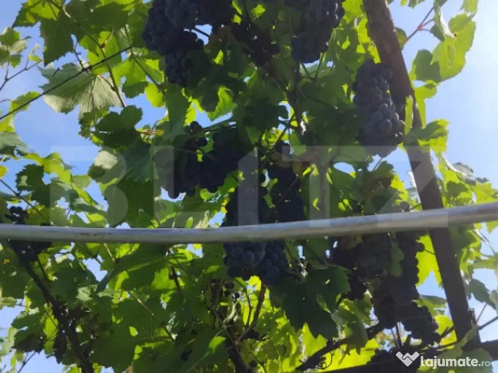 Cabana in zona Gherla, teren 1617 mp, zona linistita – rel