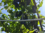 Cabana in zona Gherla, teren 1617 mp, zona linistita – rel 