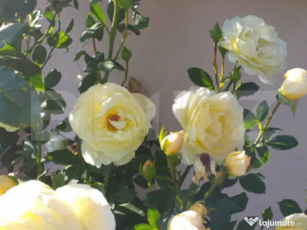 Cabana in zona Gherla, teren 1617 mp, zona linistita – rel