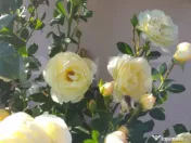 Cabana in zona Gherla, teren 1617 mp, zona linistita – rel 