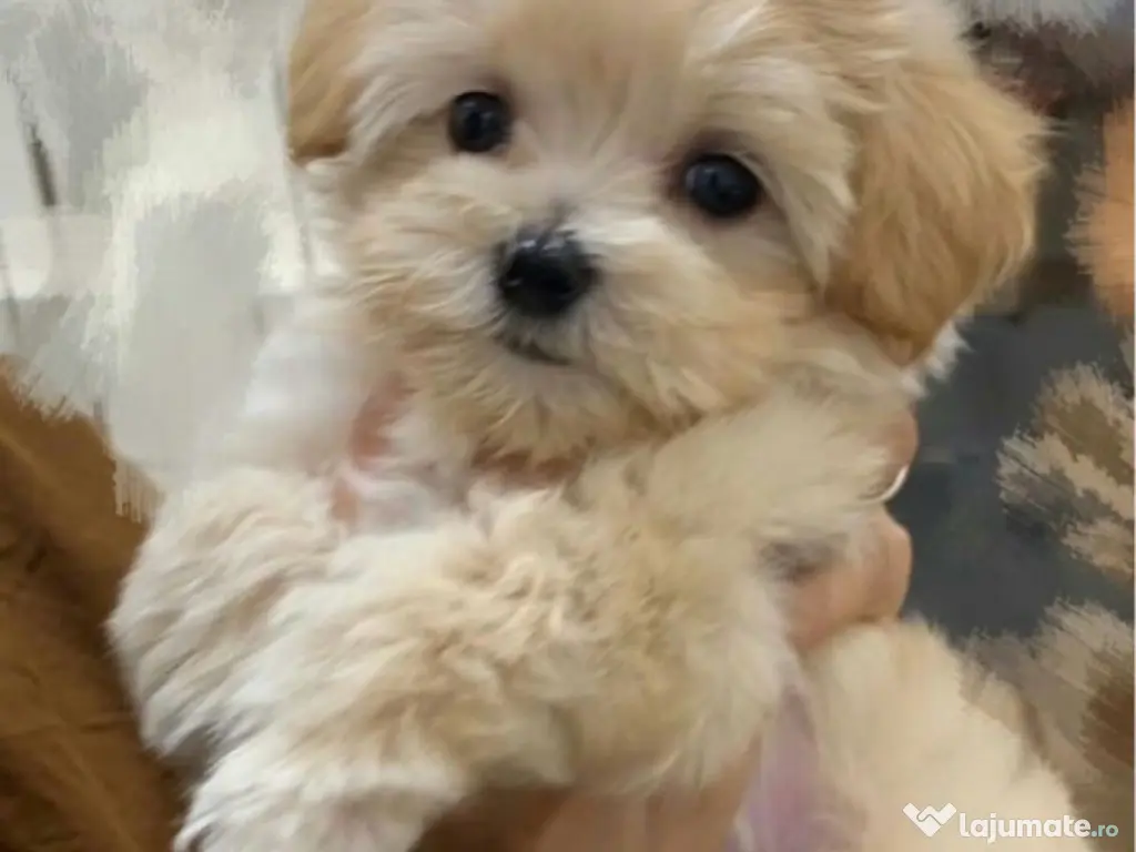 Maltipooo 2 luni