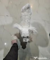 Bichon Maltez Toy 
