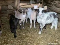 Vând si iezi și capre alpine și nemțești și oi