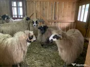 Vând si iezi și capre alpine și nemțești și oi