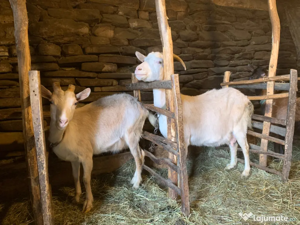 Vând si iezi și capre alpine și nemțești și oi