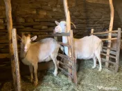 Vând si iezi și capre alpine și nemțești și oi