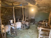 Vând si iezi și capre alpine și nemțești și oi