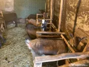 Vând si iezi și capre alpine și nemțești și oi