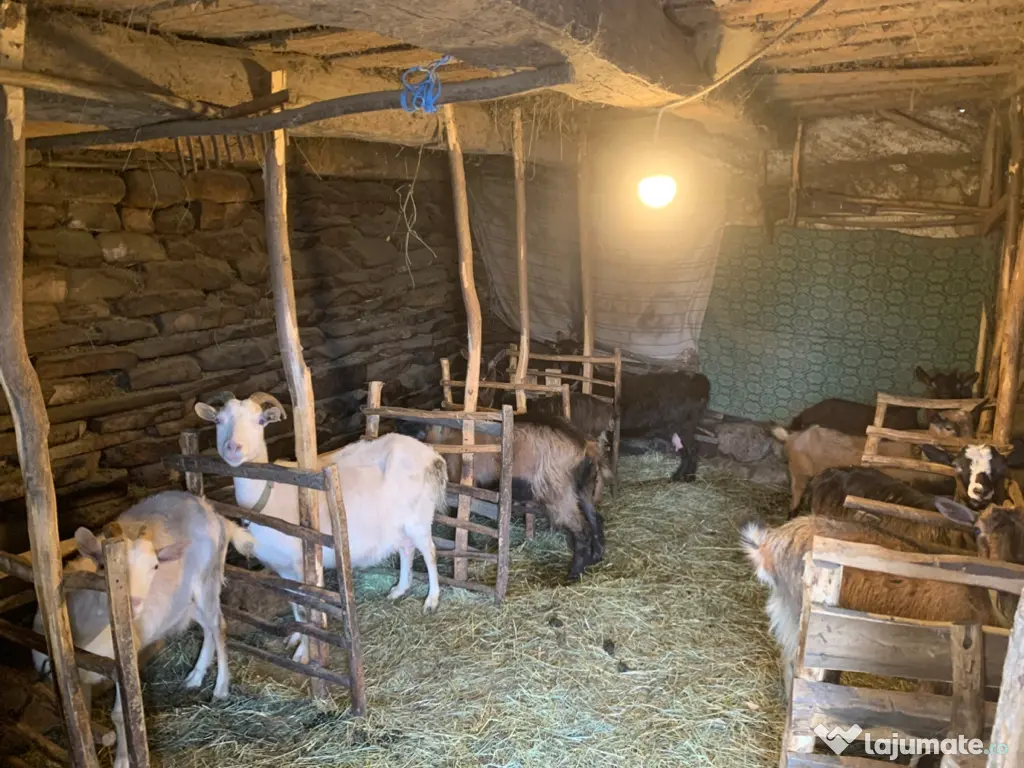 Vând si iezi și capre alpine și nemțești și oi