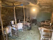 Vând si iezi și capre alpine și nemțești și oi