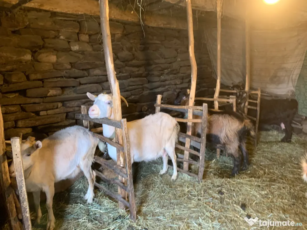 Vând si iezi și capre alpine și nemțești și oi