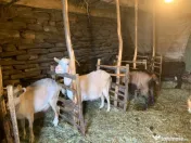 Vând si iezi și capre alpine și nemțești și oi