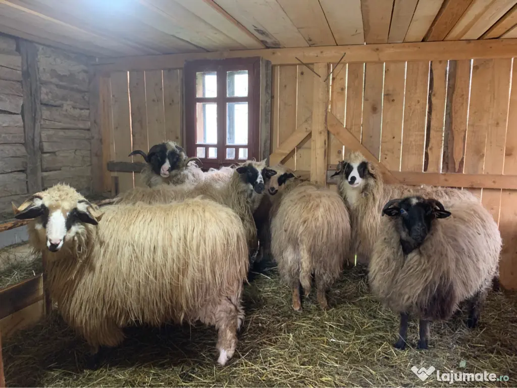 Vând si iezi și capre alpine și nemțești și oi