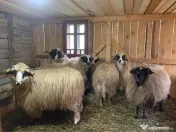 Vând si iezi și capre alpine și nemțești și oi