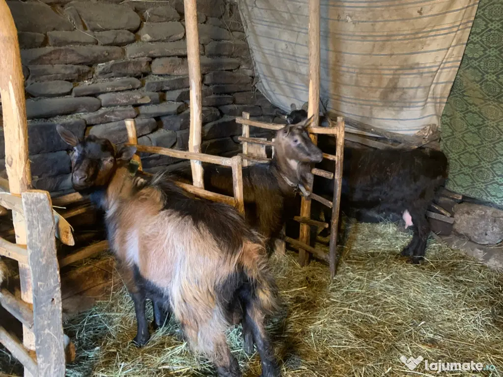 Vând si iezi și capre alpine și nemțești și oi