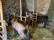 Vând si iezi și capre alpine și nemțești și oi