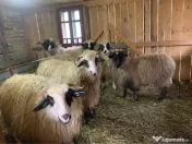 Vând si iezi și capre alpine și nemțești și oi