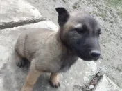 Căței Ciobanesc belgian metis 