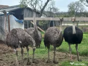 Vând familie struți. 