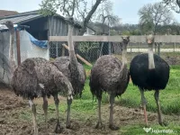 Vând familie struți. 