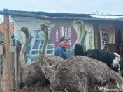 Vând familie struți. 