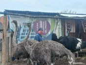 Vând familie struți. 