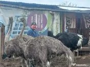 Vând familie struți. 