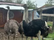 Vând familie struți. 