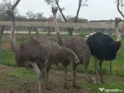 Vând familie struți. 
