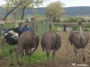 Vând familie struți. 