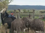 Vând familie struți. 