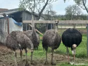 Vând familie struți. 