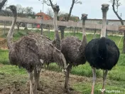Vând familie struți. 