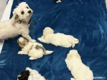 Vând pui de Bichon Havanez
