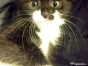 Fetita  splendida, Onyx, cauta Om 