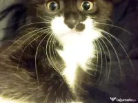 Fetita  splendida, Onyx, cauta Om 