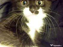 Fetita  splendida, Onyx, cauta Om