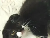 Fetita  splendida, Onyx, cauta Om 