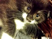 Fetita  splendida, Onyx, cauta Om 