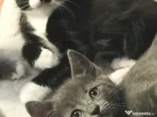 Fetita  splendida, Onyx, cauta Om 