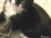 Fetita  splendida, Onyx, cauta Om 