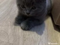 Pui british shorthair